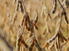 Clima afeta produtividade da soja em Mato Grosso do Sul