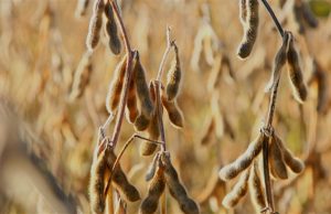 Clima afeta produtividade da soja em Mato Grosso do Sul