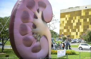 Dia Mundial do Rim: doenças renais são silenciosas e exigem atenção