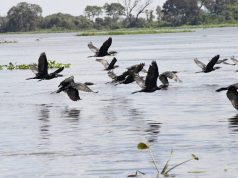 COP15 destaca Pantanal como rota de 190 espécies migratórias