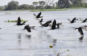 COP15 destaca Pantanal como rota de 190 espécies migratórias