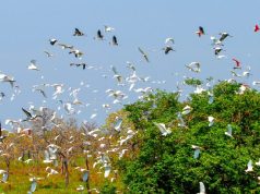 Governo de MS mobiliza secretarias e vai contribuir com uma série de ações na COP15