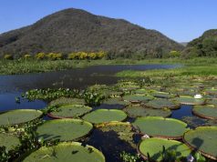 MS implementa todos os instrumentos de governança climática