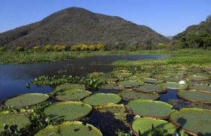 MS implementa todos os instrumentos de governança climática