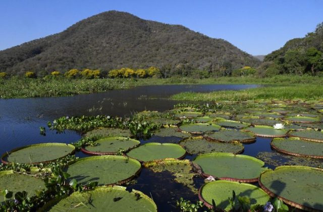 Pantanal-Vitoria-Regia-Foto-Bruno-Rezende-01-730x480