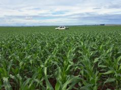Segunda safra de milho em MS deve chegar a 11 milhões de toneladas