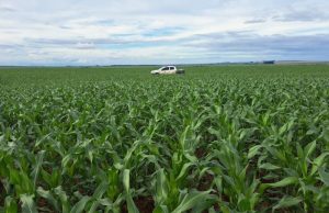 Segunda safra de milho em MS deve chegar a 11 milhões de toneladas