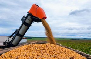 Colheita da soja em Mato Grosso do Sul alcança 82% da área e plantio do milho chega a 84,6%