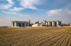 Comercialização de soja e milho apresenta ritmo cauteloso em MS