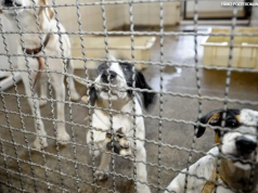 Governo federal amplia punições por maus-tratos a animais