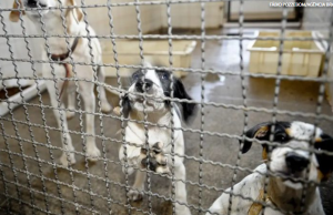 Governo federal amplia punições por maus-tratos a animais