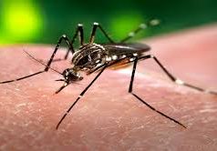 Saiba o que você pode fazer para combater o avanço da Chikungunya em Dourados