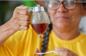 Produção de mel impulsiona desenvolvimento regional e agricultura familiar