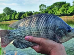 Tilápia sustenta crescimento da piscicultura em Mato Grosso do Sul