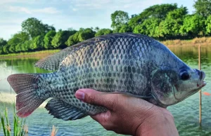 Tilápia sustenta crescimento da piscicultura em Mato Grosso do Sul