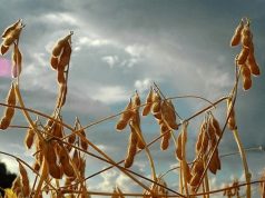 Grãos disparam com tensão global e petróleo em alta