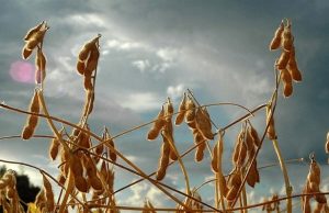 Grãos disparam com tensão global e petróleo em alta