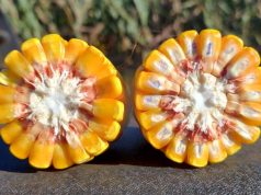 Exportações de grãos refletem cenário de oferta elevada e ajustes na demanda