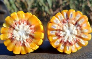 Exportações de grãos refletem cenário de oferta elevada e ajustes na demanda