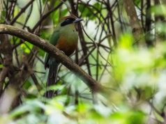 Juruva vira ave símbolo da Mata Atlântica em MS