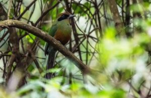 Juruva vira ave símbolo da Mata Atlântica em MS