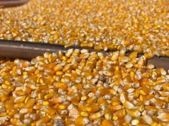 Preço da soja e do milho registram queda em março em MS