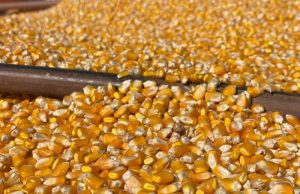 Preço da soja e do milho registram queda em março em MS