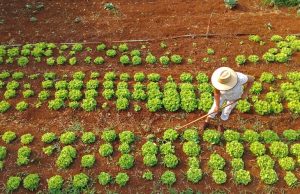 Agraer fortalece acesso ao crédito rural a quem trabalha no campo