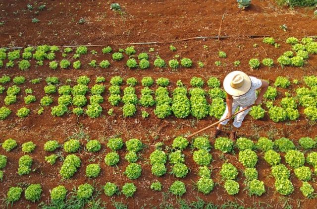 Horta-para-escolas-estaduais-Foto-Bruno-Rezende-03-730x480