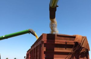 Colheita da soja alcança mais de 97% da área em Mato Grosso do Sul