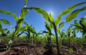 Preços elevados de fertilizantes preocupam produtores em MS