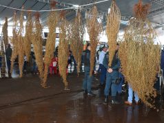 Pé de Soja Solteiro será de 24 a 26 de abril em Laguna Carapã