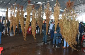 Pé de Soja Solteiro será de 24 a 26 de abril em Laguna Carapã