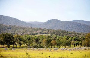 Prazo para adesão ao PSA Conservação é prorrogado em Mato Grosso do Sul