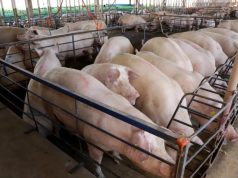 MS avança na suinocultura: +50% e R$ 300 milhões em incentivos