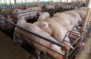 MS avança na suinocultura: +50% e R$ 300 milhões em incentivos