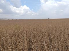 MAPA define vazio sanitário e calendário da soja 2026/2027