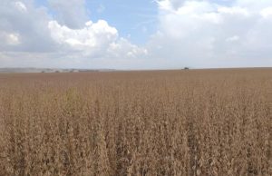 MAPA define vazio sanitário e calendário da soja 2026/2027