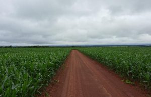 Colheita da soja se aproxima do fim e plantio do milho alcança 99,5% da área estimada