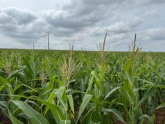 MS: Milho ganha protagonismo e reforça papel estratégico no agro brasileiro