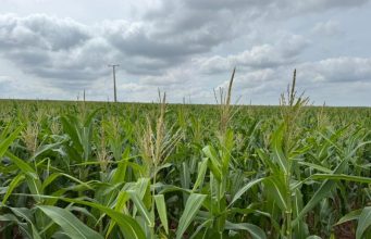 MS: Milho ganha protagonismo e reforça papel estratégico no agro brasileiro
