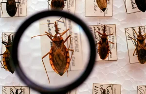 Saúde anuncia R$ 12 milhões para enfrentamento da doença de Chagas