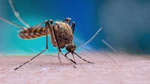 Chikungunya continua avançando e Dourados já tem mais de 3,5 mil notificações