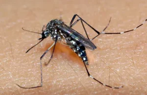 Chikungunya provoca a oitava morte em Dourados; há 4,9 mil casos prováveis