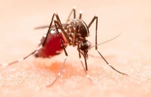 Chikungunya avança e Dourados declara situação de calamidade em saúde pública