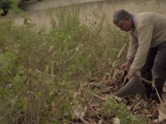 Emergência por chikungunya reforça atendimento em aldeias de Dourados