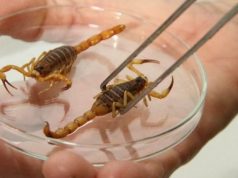 Escorpiões dentro de casa: como evitar acidentes e o que fazer em caso de picada