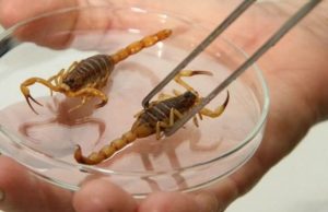 Escorpiões dentro de casa: como evitar acidentes e o que fazer em caso de picada