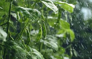 Excesso de chuvas causa aumento no preço do feijão