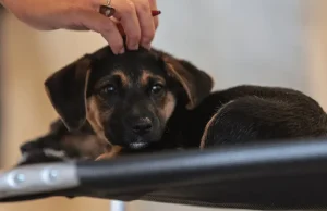 Lei define guarda compartilhada de pets; veja detalhes